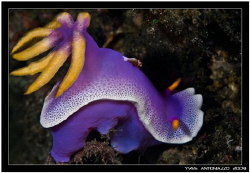 My first nudi and shrimp together     Fuji S5 pro/105 VR by Yves Antoniazzo 